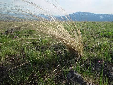 Pseudoroegneria Spicata Bluebunch Wheatgrass