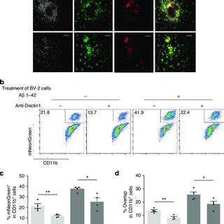 Amyloid Binds Directly To Candida Albicans In Vivo A Wild Type Mice