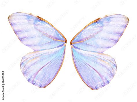 Fairy Wings Stock Illustration Adobe Stock