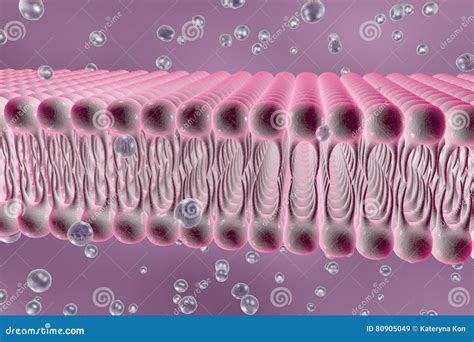 Cellular Membrane With Diffusion Of Molecules Stock Illustration