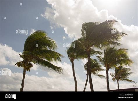 Palm Trees Bending Wind Hi Res Stock Photography And Images Alamy