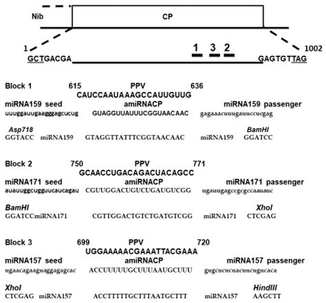 Plants Free Full Text Innovative RNAi Strategies And Tactics To