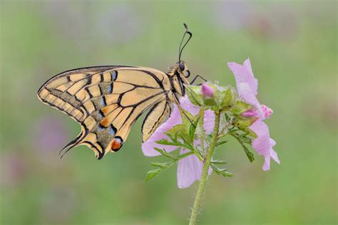 K K Insects Butterflies Hd Wallpaper Rare Gallery