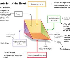 Cardio A P Pt Flashcards Quizlet