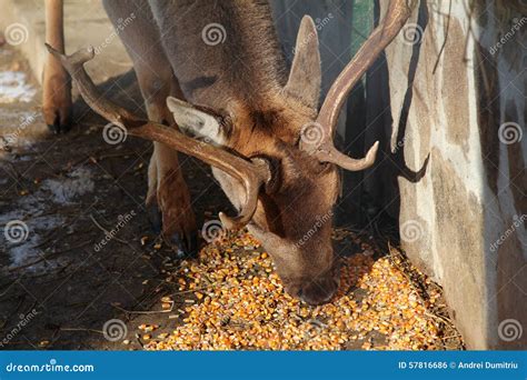 Deer Eating Corn Stock Photo Image Of Animal Horns 57816686