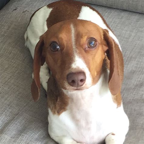 Cutest Piebald Dachshund Piebald Dachshund Dog Love Weenie Dogs