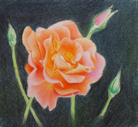 Rose Drawing With Color Pencil A Step By Step Guide