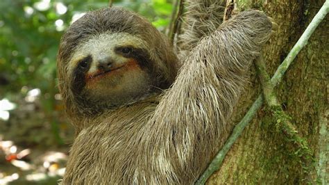 Three Toed Sloth The Slowest Mammal On Earth Nature On Pbs Youtube