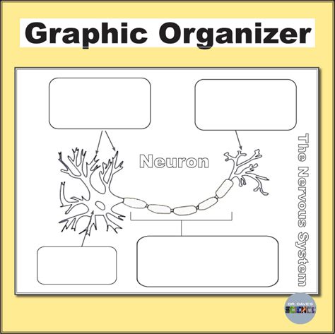 Nervous System Activity Model Of A Neuron Worksheets Quiz Graphic