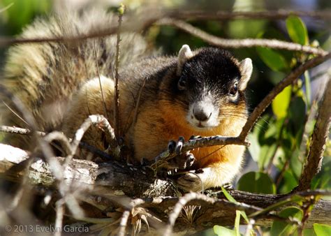 Wanderings • Animaltoday Big Cypress Fox Squirrel Sciurus