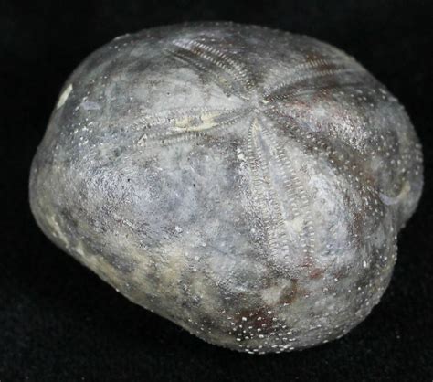 Cretaceous Fossil Sea Urchin Hemiaster Texas For Sale 26822