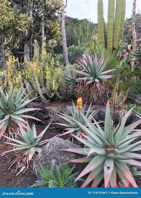 Cactus On Gran Canaria Island Spain Stock Image Image Of Exotic