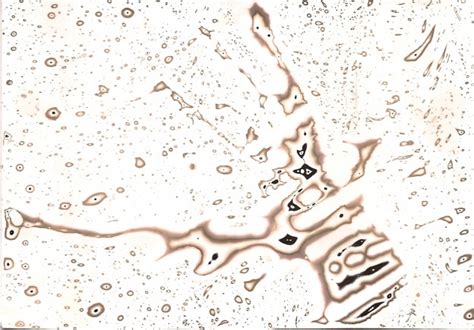 An Introduction To The Chemigram Process F138 Daniel Berrangé