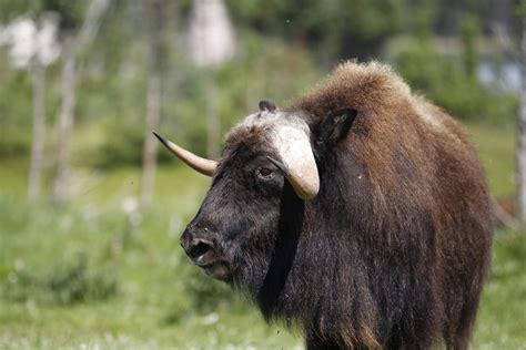 Musk Ox Zoo Sauvage De Saint Félicien