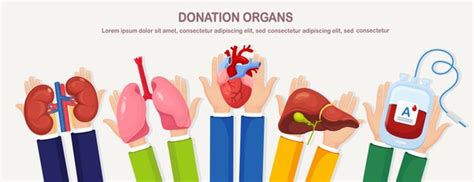 2 043 Donate Liver Vector Stock Vectors And Vector Art Shutterstock