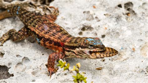 Predators Drove A Lizard Population To Extinction Without Eating Them