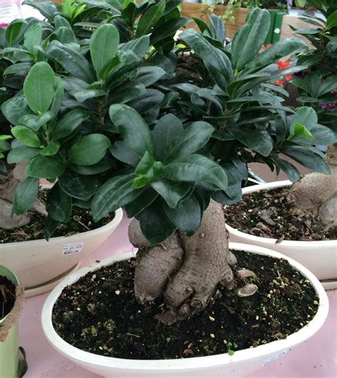 Ficus Ginseng Conseils D Entretien Pour Une Plante En Bonne 43 Off