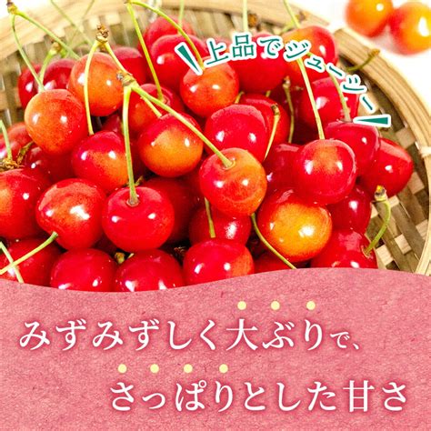 【楽天市場】【ふるさと納税】 先行受付 さくらんぼ 佐藤錦 300g×2p Lサイズ 北海道 仁木町 カムナビファーム 【 サクランボ 果物