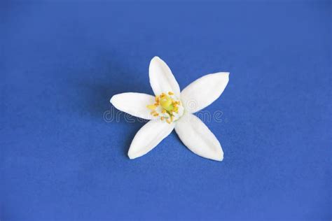 Natural White Orange Tree Flower on a Blue Background Stock Photo ...