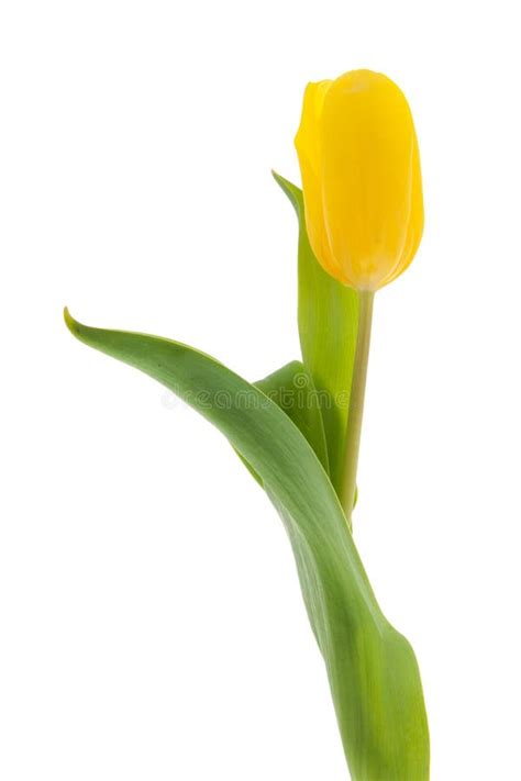 Einzelne Gelbe Tulpe Stockfoto Bild Von Tulpe Geöffnet 38047932