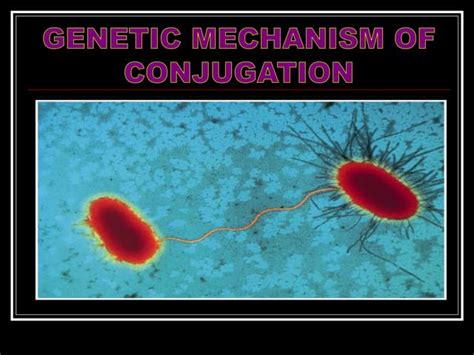 Bacterial Conjugation | PPT | Free Download