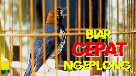 Pancingan Anis Kembang Bikin Cepat Ngeplong Anis Kembang Full Isian