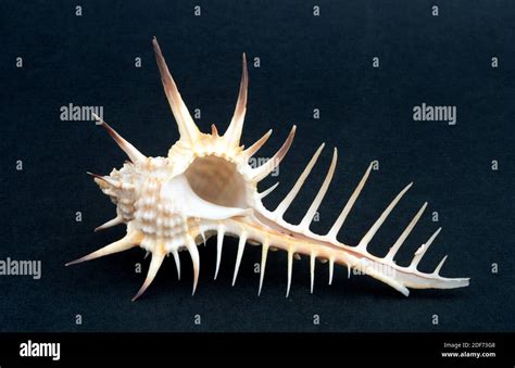 Rock snail (Murex nigrospinosus) is a carnivorous marine snail. Shell ...