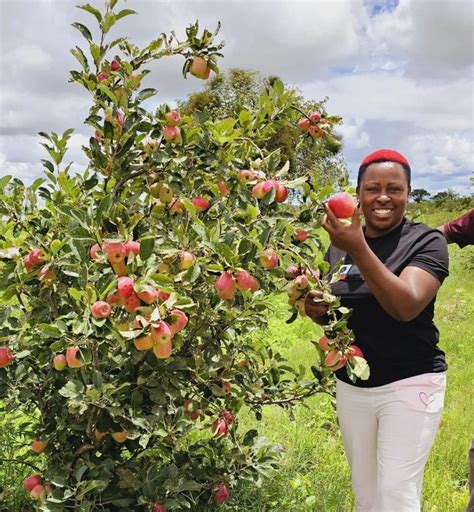 The Wambugu Apple Preserving Heritage Cultivating Success