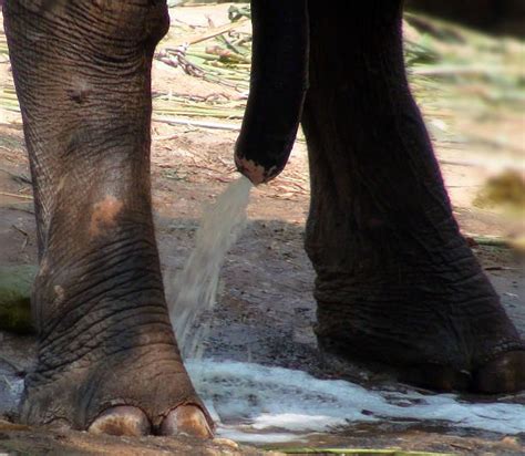 Pênis Elefante Banco De Imagens E Fotos De Stock Istock