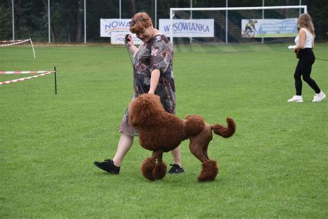 Gorlice Aren Krajowej Wystawy Ps W Rasowych Na Stadionie Osir