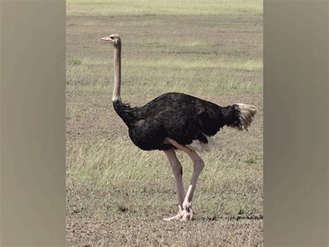 Bird Three Times Larger Than Ostrich Discovered