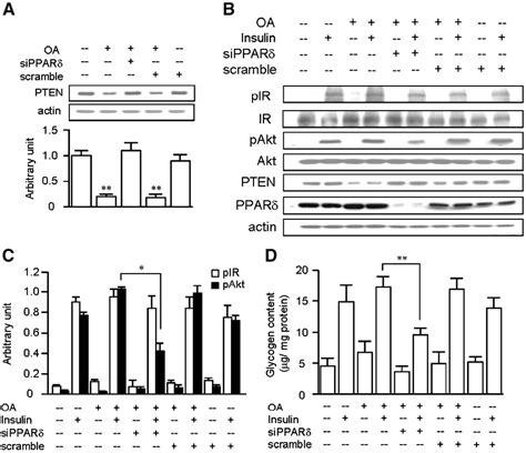 Figure 4 From Oleic Acid Activates Peroxisome Proliferator Activated