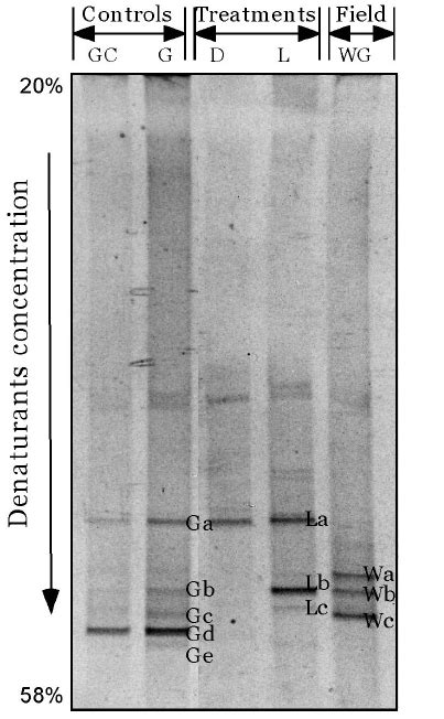 Dgge Band Patterns Of Pcr Ampli Fi Ed 16s Rrna Frag Ments Obtained By Download Scientific