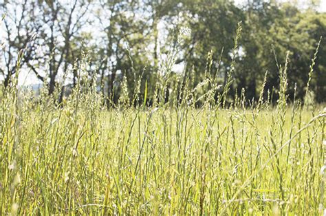 Wales Scientists Create Sweet Perennial Ryegrass Progressive Forage Ag Proud