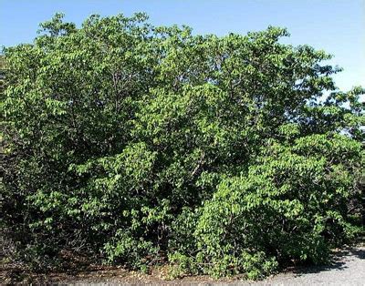 Manchineel tree