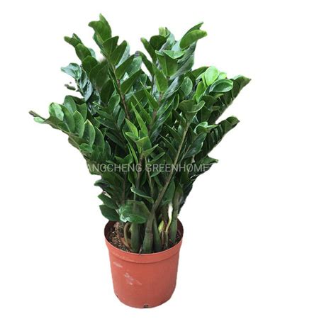 Beautiful Zz Plant Zamioculcas Zamiifolia Green Live Plant Live Plant