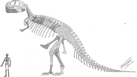 Expert Talks Why The Tyrannosaurus Rex Had Such Tiny Arms Catawiki