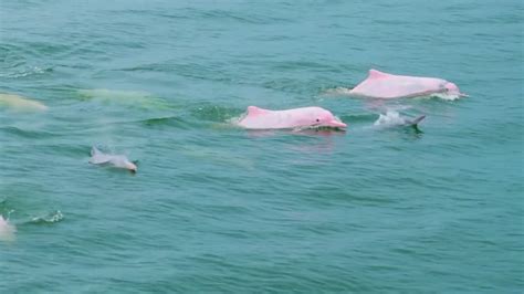 Chinese White Dolphins Spotted In S China Cgtn