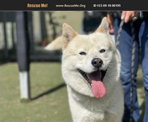 ADOPT 23091800195 Akita Rescue Los Angeles CA