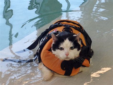 Cannonball Fat Cat Goes Swimming To Shed Pounds