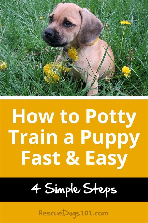 How To Potty Train A Puppy Simple Steps To Potty Train Your Puppy