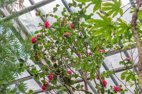 bottom view of botanical garden - blooming azalea tree 9979816 Stock
