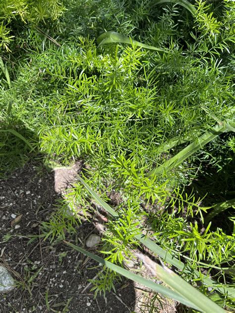 Spikedthorny Weed” Rwhatisthisplant