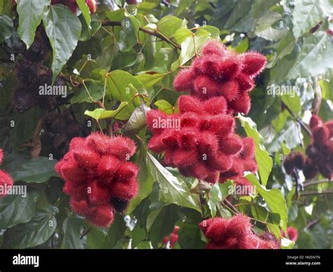 Red Rambutan Fruits In Kerala India Stock Photo Alamy