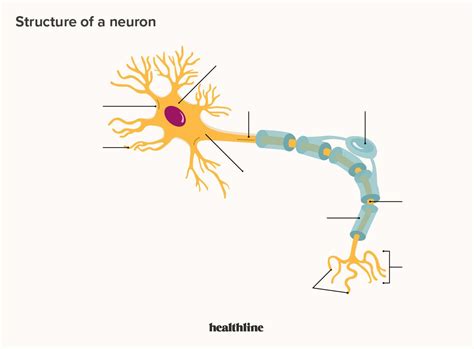 Motor Neuron Diagram Unlabeled