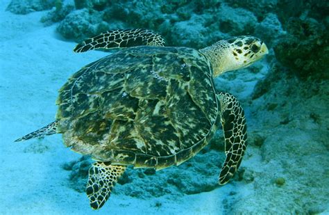 Kemp S Ridley Sea Turtle