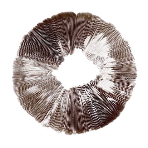 Spore Print Psilocybe cubensis McKennaii - Zamnesia