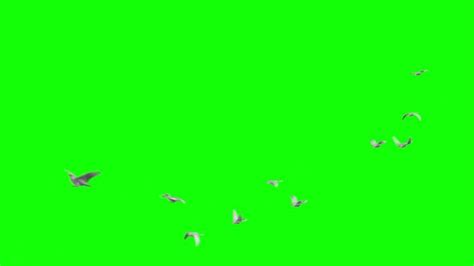 Birds flying green screen | Green screen video | Doves | Bird Flying - 2024