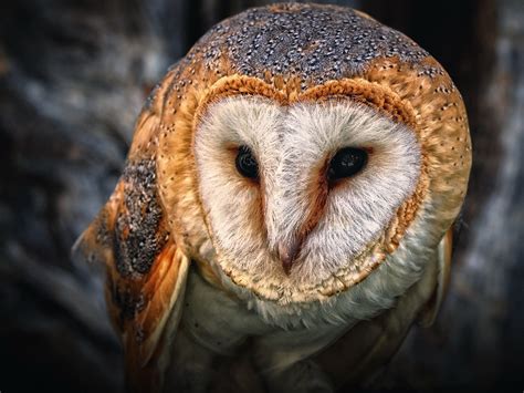 Barn Owl HD Wallpaper - Free Owl HD Downloads