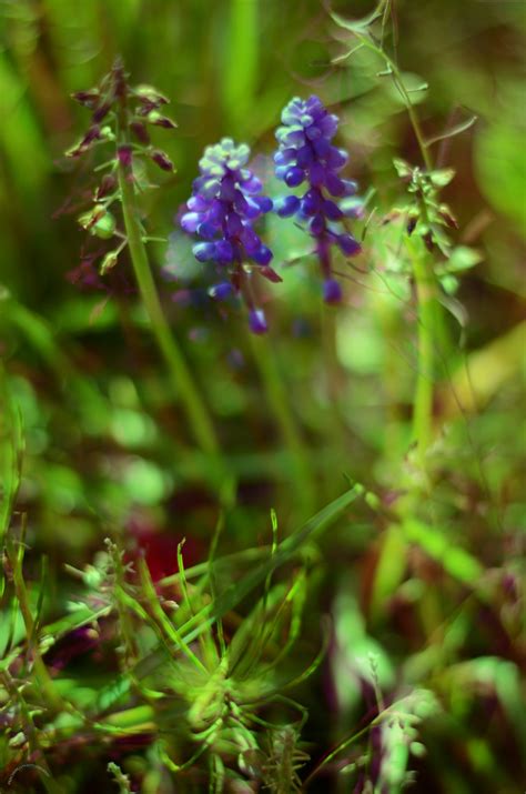 Free Images Nature Grass Meadow Leaf Flower Green Herb Botany